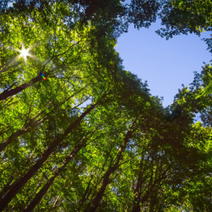 The Scholarly Communications Industry Steps Up Its Response to Climate Change