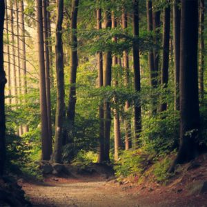 Springer Nature and Max Planck Digital Library Agree on OA Terms for the Nature Portfolio
