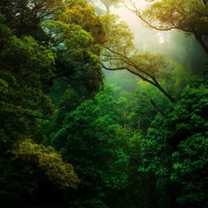 Springer Nature and ResearchGate Demonstrate a Collaborative Path Forward