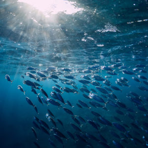 BlueOcean’s Series B Round Sets It up to Fish in Deeper Waters