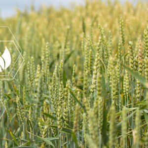 Data and Technology Innovations in Agriculture Shift Value and Create Opportunities for New Providers