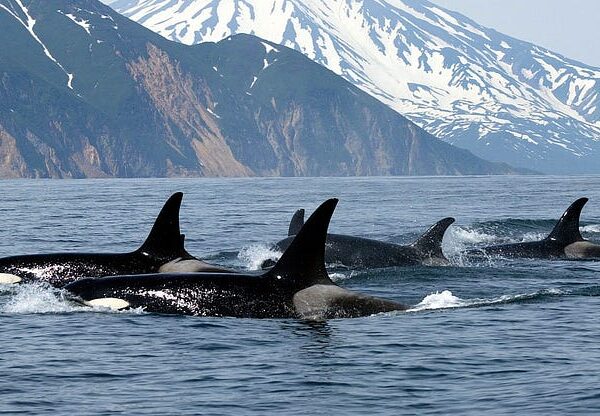 Ask Anthea: Small Fish and Orcas