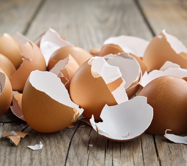 Eggshells