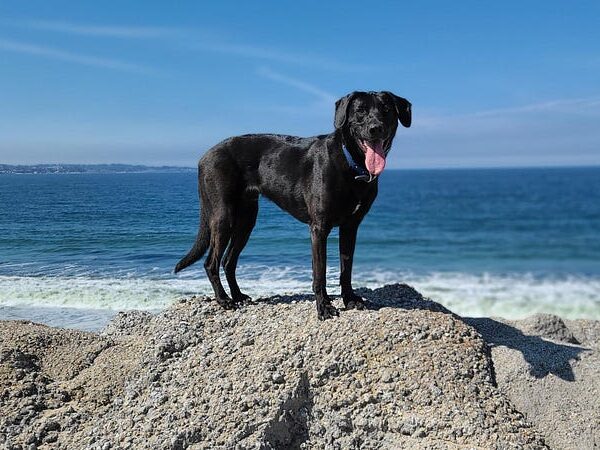 Lab-less Lab