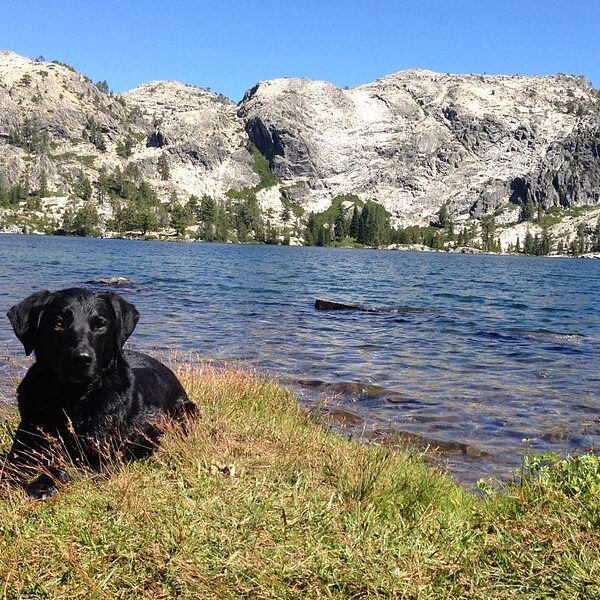 Lessons from Nell, Our Office Dog