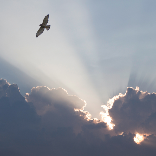Silver Linings