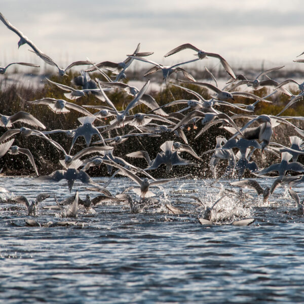 Feeding Frenzy