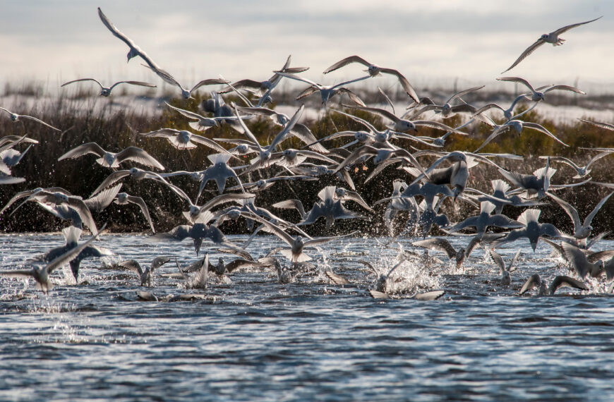 Feeding Frenzy