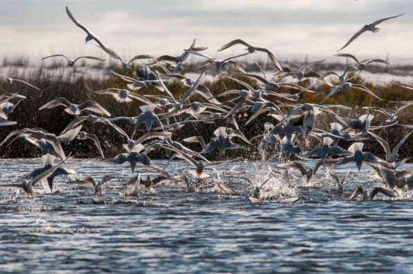 seagull feeding frenzy
